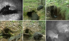 Clockwise from top left, The swamp wallaby (Wallabia bicolor), The Common Wombat (Vombatus ursinus), The grey shrikethrush or grey shrike-thrush (Colluricincla harmonica), Common Wombat (Vombatus ursinus) and a The common brushtail possum (Trichosurus vulpecula), The short-beaked echidna (Tachyglossus aculeatus) and The lace monitor (Varanus varius)