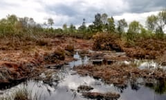 Abbeyleix peat bog, County Laois, Ireland