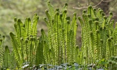 Ostrich Fern (Matteuccia struthiopteris)