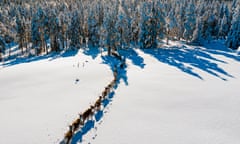 Reindeer heard near Örnsköldsvik, northern Sweden