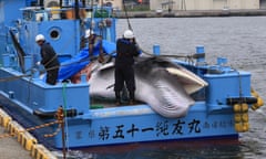 Workers onboard a docked boat use ropes and cables as they prepare to unload a minke whale in Kushiro, on the Japanese island of Hokkaido