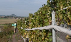 The Haillicourt vineyard in northern France. 