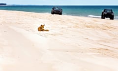 A dingo on K'gari, also known as Fraser Island.