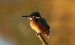 Golden evening light provided a lovely backdrop to this Kingfisher