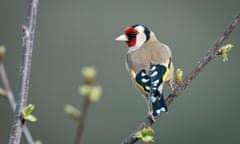 goldfinch on a branch