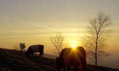 Sunset for pastoral farming? … cows graze at dusk in a field near Gloucester.