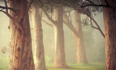 large gum tree trunks seen through fog