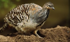 Malleefowl Leipoa ocellata on sand mound Australia