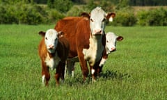 Hereford beef cattle on Flinders Island, Tasmania, Australia