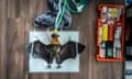 At Joey and Bat Sanctuary (JABS) wildlife shelter, an anaesthetised young Grey-headed Flying-fox (Pteropus poliocephalus) is readied to be x-rayed.