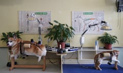 A dog and a cat receive treatment at Shanghai TCM Neurology and Acupuncture Animal Health Centre, China