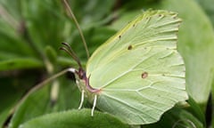 A male brimstone butterfly resting on green foliage