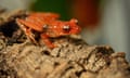 A cinnamon frog.