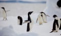 Adélie penguins in Antarctica