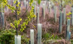 Young birch trees