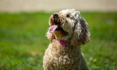 Maggie the cockapoo