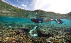 A tourist snorkels above coral in the lagoon located on Lady Elliot Island in Australia<br>A tourist snorkels above coral in the lagoon located on Lady Elliot Island on the Great Barrier Reef, 80 kilometers north-east from the town of Bundaberg in Queensland, Australia, June 9, 2015. REUTERS/David Gray/File Photo