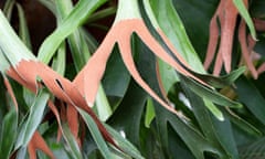 A staghorn fern, Platycerium bifurcatum.