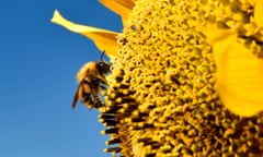 Bees survey<br>File photo dated 03/09/14 of a bee gathering pollen, as Bees must still be protected by EU environmental rules after Brexit, a new survey has found. PRESS ASSOCIATION Photo. Issue date: Thursday August 25, 2016. A poll for Friends Of The Earth reveals that 81% of people want to keep the ban Brussels imposed on neonicotinoid pesticides, which threaten bees, after withdrawal. See PA story POLITICS Bees. Photo credit should read: Owen Humphreys/PA Wire