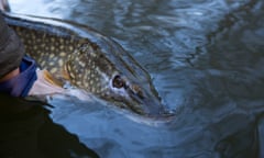 Patrick Barkham pike fishing on The River Bure at Wroxham with angling guide Mark Watson. Day two. A low double figure pike. Photograph: Graham Turner.