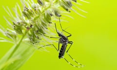 Asian tiger mosquito (Aedes albopictus).