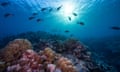 Fish and colourful coral on the Scott Reef in north-western Australia