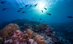 Fish and colourful coral on the Scott Reef in north-western Australia