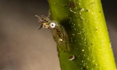 Close up of a Ryukyuan pygmy squid (Idiosepius kijimuna) attached to a blade of seagrass