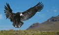 American condor landing in the South American Andes