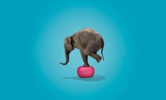 Elephant balancing on beach ball