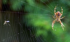 A large European garden spider