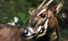 This photo taken in 1993 and released by WWF shows a Saola in Vietnam when it was captured. It was one of two Saola captured alive in central Vietnam, but both died months later in captivity. Saola, one of the rarest and most threatened mammals on earth has been caught on camera in Vietnam for the first time in 15 years in September in central Vietnam, renewing hope for the recovery of the species, international conservation group WWF said Wednesday, Nov. 13, 2013. (AP Photo/WWF)