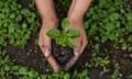 A tree sapling being planted in Nepal