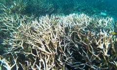 Bleached and dead staghorn coral off Heron Island