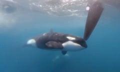 An orca moves along a rudder of the Team JAJO entry in the Ocean Race on 22 June as the boat approached the strait of Gibraltar (The Ocean Race via AP).