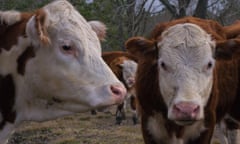 Cows up close and personal - farm life country living. Idyllic scene and a glimpse at the cattle industry - true farm to table, healthy american life<br>Cows up close and personal - farm life country living. Idyllic scene and a glimpse at the cattle industry - true farm to table, healthy american life