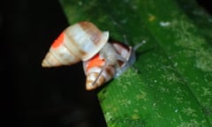 Two partula snails with dots of red UV-reflective paint on shells
