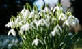 Snowdrops, Nottinghamshire England UK<br>DTGKJA Snowdrops, Nottinghamshire England UK