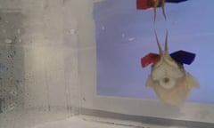 Cuttlefish wear 3D glasses in experiment