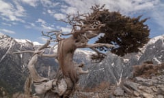 An ancient Mediterranean cypress high in the White Mountains of west Crete.