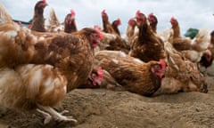 Free-range chickens on a farm