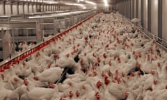 Guardian Tanz day5 fff 0588 Chicken in Tanzania Adult breeding Cobb 500 chickens in a room containing 9000 birds at Irvines Farm, Kilimanjiro, Tanzania. Their offspring will be sold to local markets in East Africa. The chicken is a good option for farmers as they do not need as much space and are a good source of protein.