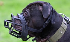 An XL bully dog, twenty-two of which were seized by police in Sheffield on Thursday.