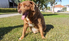 A brown dog sat on grass with tongue lolling