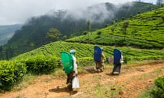 Tamil tea pickers at work, Dambatenne Tea Factory, Lipton’s Seat, Haputale, Sri Lanka<br>H60RBK Tamil tea pickers at work, Dambatenne Tea Factory, Lipton’s Seat, Haputale, Sri Lanka