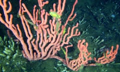 Fish swim amidst pink coral in the Lophelia Reef, located in the Finlayson Channel of the British Columbia coast, about 500 kilometres northwest of Vancouver, in an undated handout photo. It started with a tip from the local First Nation of a "bump on the sea floor" where the fish liked to be and led to the discovery of Canada's only known coral live coral reef.