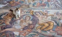 A cat at the Paphos archaeological site.