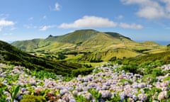 Hydrangeas on Flores island, the Azores.