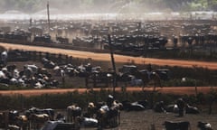 Bulls in a cattle feed lot in the Amazon on 28 June 2017 near Chupinguaia, Rondonia state, Brazil.