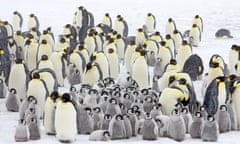 Emperor penguin colony